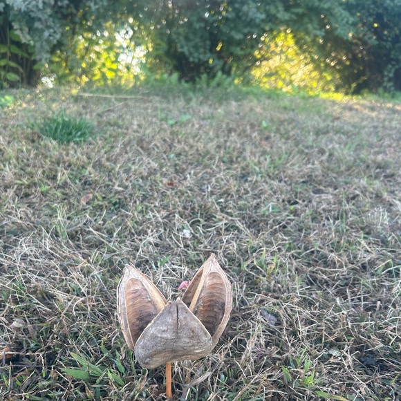 Multi piece gourd lotus natural decor  set - Picture 11 of 13